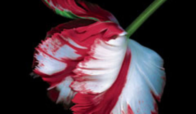 Stephenie Meyer – Mladi mjesec