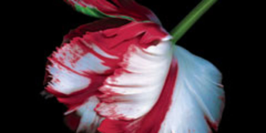 Stephenie Meyer – Mladi mjesec Stephenie Meyer – Mladi mjesec