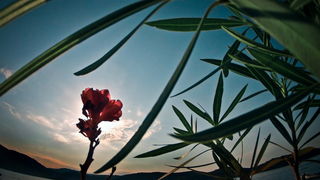 Vis 210812.
Otok Vis jedan je od najudaljenijih hrvatskih otoka koji broji nesto manje od 3 i pol tisuce stanovnika.No u vrijeme turisticke sezone otok postaje omiljena destinacija turistima od kojih je tradicionalno u kolovozu najvise Talijana.Vis ima bo