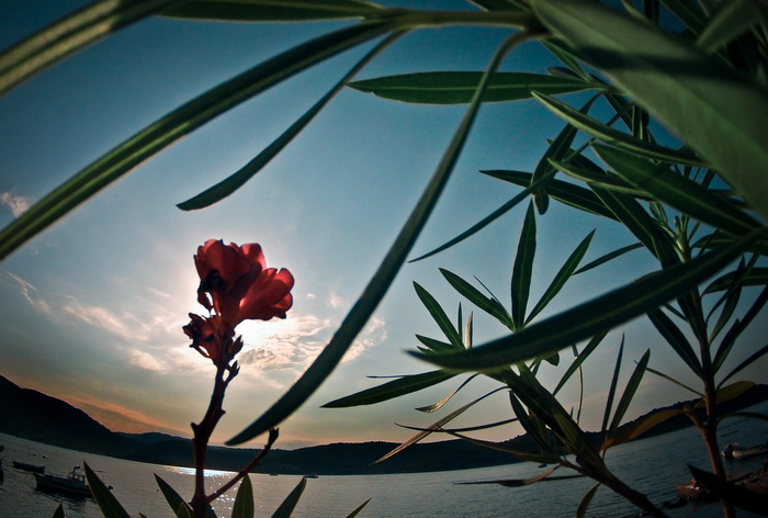 Vis 210812.
Otok Vis jedan je od najudaljenijih hrvatskih otoka koji broji nesto manje od 3 i pol tisuce stanovnika.No u vrijeme turisticke sezone otok postaje omiljena destinacija turistima od kojih je tradicionalno u kolovozu najvise Talijana.Vis ima bo