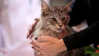 Pogledajte kako je bilo na Međunarodnoj izložbi mačaka u Westgateu