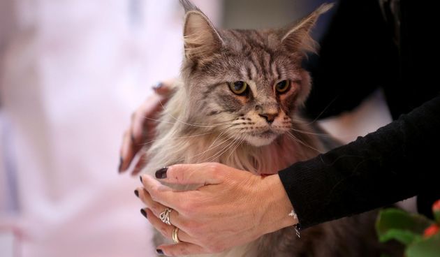 Pogledajte kako je bilo na Međunarodnoj izložbi mačaka u Westgateu