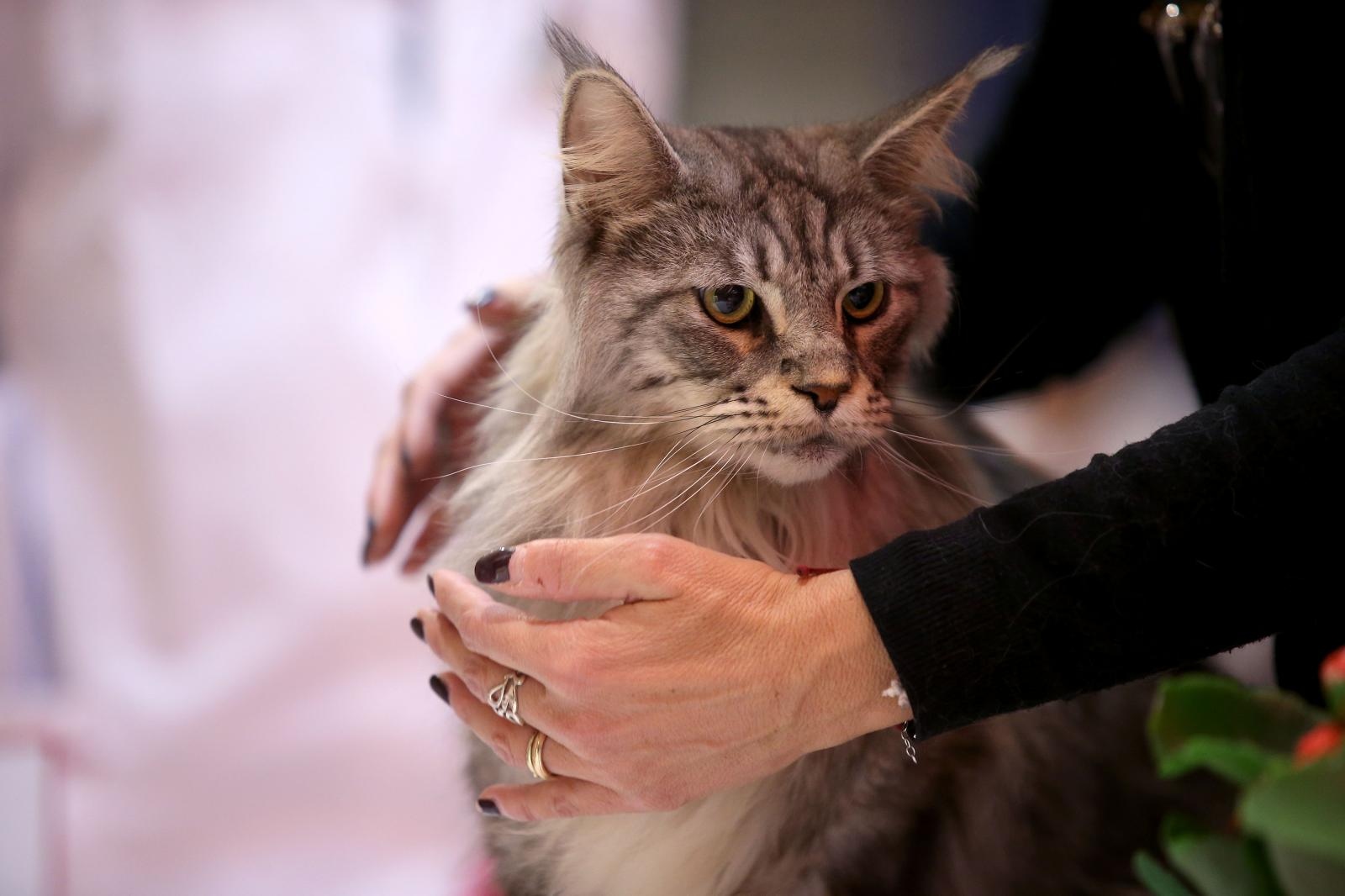 Pogledajte kako je bilo na Međunarodnoj izložbi mačaka u Westgateu