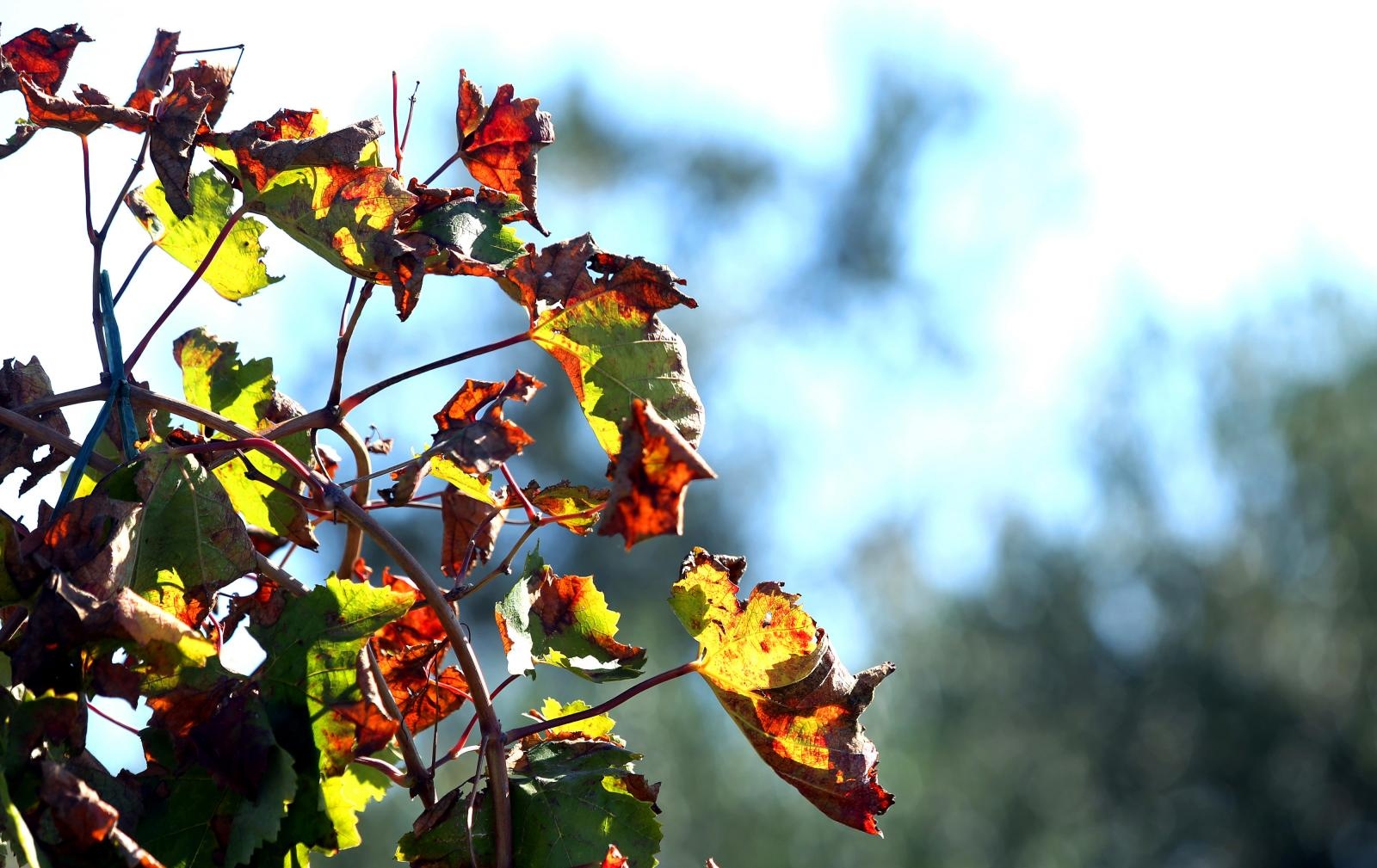 Boje jeseni u vinogradu Boje jeseni u vinogradu
