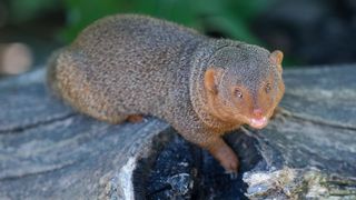 Mladunci patuljastog mungosa novi su stanovnici Zoološkog vrta Mladunci patuljastog mungosa novi su stanovnici Zoološkog vrta