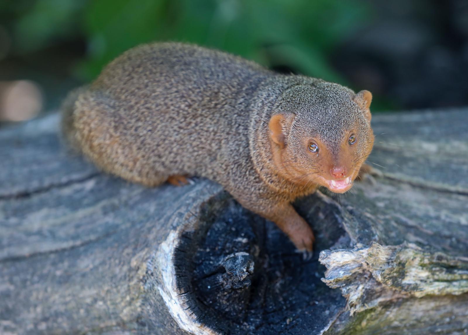 Mladunci patuljastog mungosa novi su stanovnici Zoološkog vrta Mladunci patuljastog mungosa novi su stanovnici Zoološkog vrta