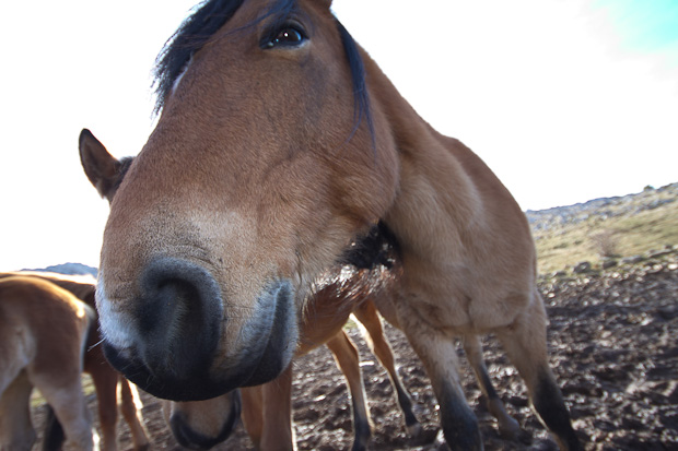 Libinje: Velebitski divlji konji, Foto: Leo Banić