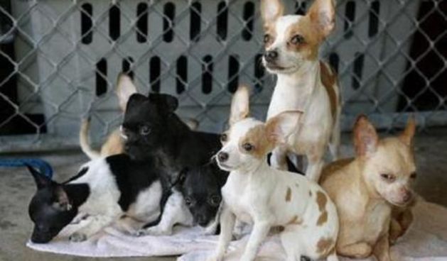 Psi (Foto: demorgen.be)