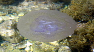 Pula, 240511.

Najezda meduza u pulskoj uvali Valkane  po imenu “Aurelia Aurita” ili u narodu poznatija kao “uhati klobuk” lako se prepoznaju po prozirnom klobuku s cetiri ljubicasta kruga. Iako ih nije ugodno vidjeti, osobito u velikom broju, ova je vrst