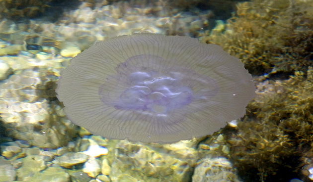 Pula, 240511.

Najezda meduza u pulskoj uvali Valkane  po imenu “Aurelia Aurita” ili u narodu poznatija kao “uhati klobuk” lako se prepoznaju po prozirnom klobuku s cetiri ljubicasta kruga. Iako ih nije ugodno vidjeti, osobito u velikom broju, ova je vrst