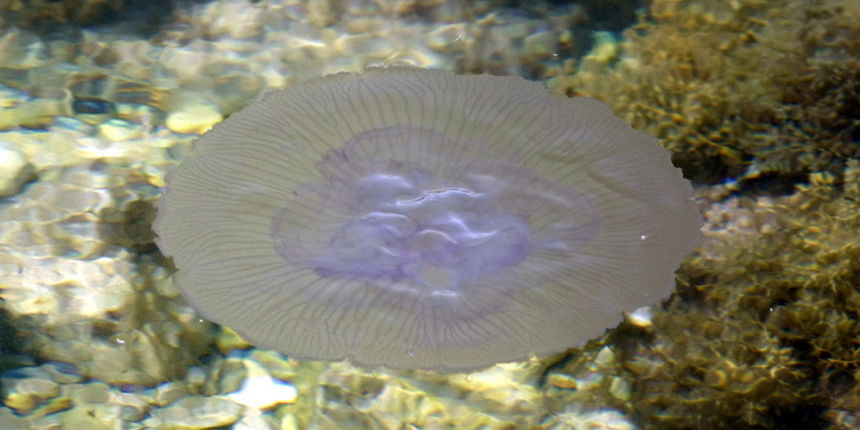 Pula, 240511.

Najezda meduza u pulskoj uvali Valkane  po imenu “Aurelia Aurita” ili u narodu poznatija kao “uhati klobuk” lako se prepoznaju po prozirnom klobuku s cetiri ljubicasta kruga. Iako ih nije ugodno vidjeti, osobito u velikom broju, ova je vrst