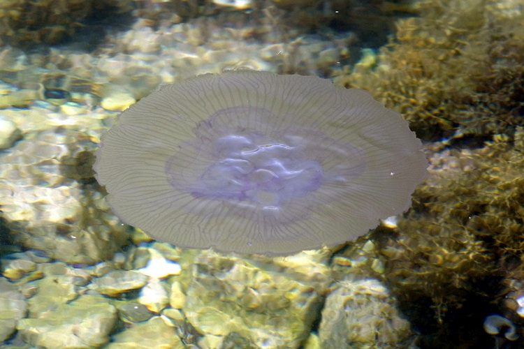 Pula, 240511.

Najezda meduza u pulskoj uvali Valkane  po imenu “Aurelia Aurita” ili u narodu poznatija kao “uhati klobuk” lako se prepoznaju po prozirnom klobuku s cetiri ljubicasta kruga. Iako ih nije ugodno vidjeti, osobito u velikom broju, ova je vrst