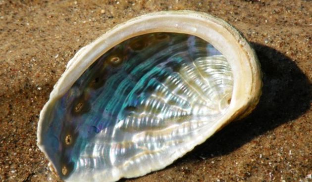 Školjka Petrovo uho, foto-panoramio.com