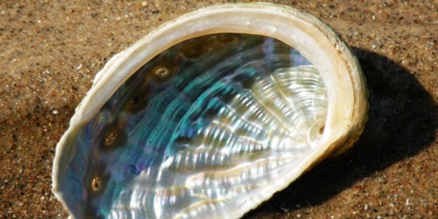 Školjka Petrovo uho, foto-panoramio.com Školjka Petrovo uho, foto-panoramio.com