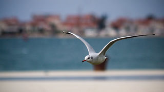 Galebov let (foto:Saša Čuka)