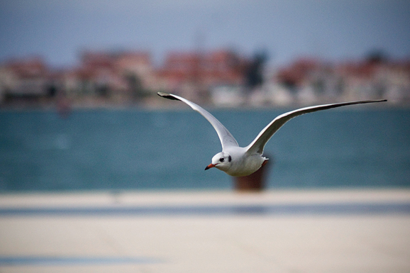 Galebov let (foto:Saša Čuka)