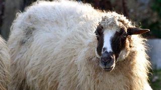 Kaštel Žegarski: Ovca potjerala vuka i ojanjila dva janjčića