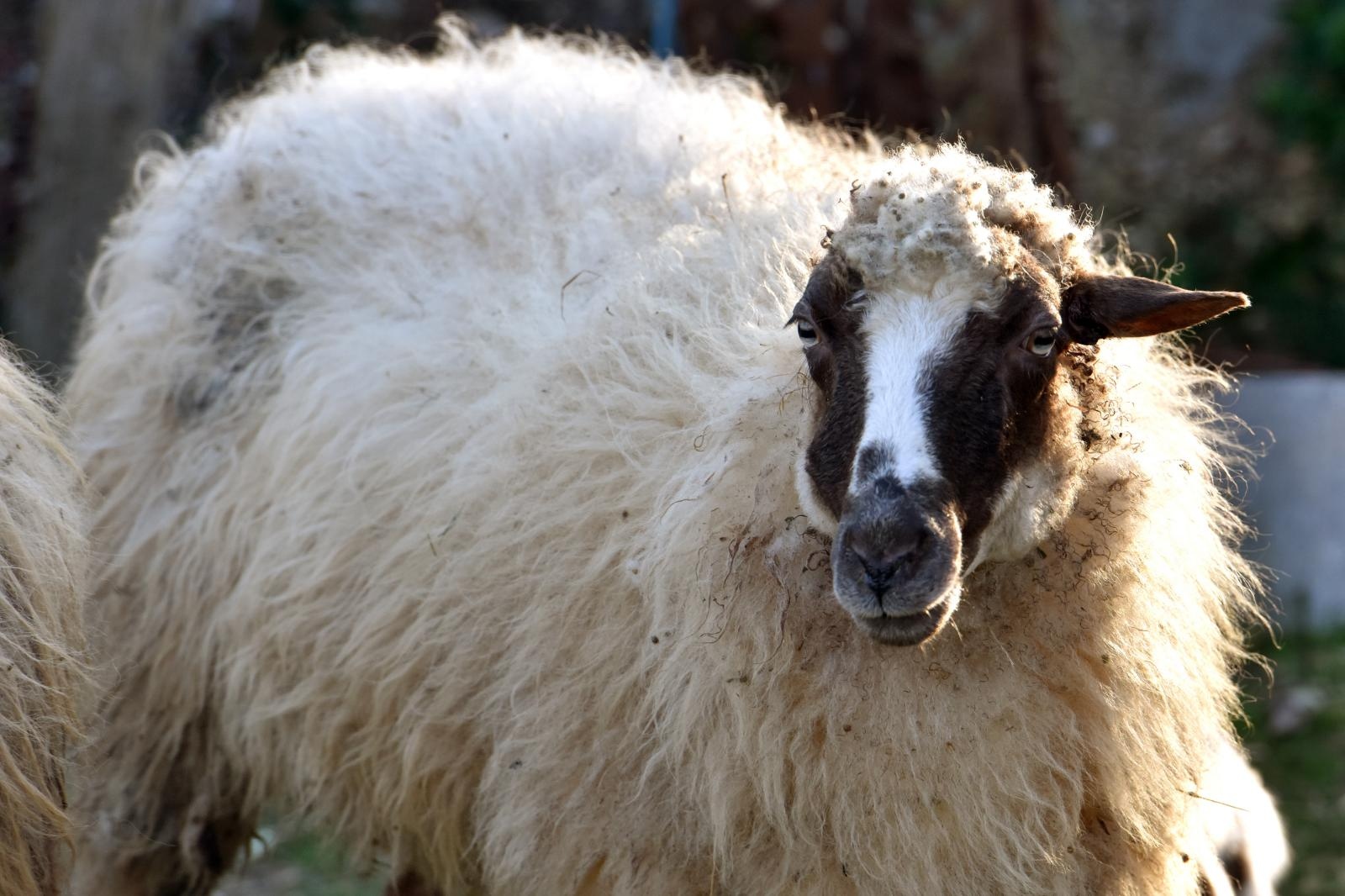 Kaštel Žegarski: Ovca potjerala vuka i ojanjila dva janjčića