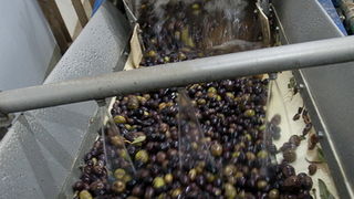 Put masline od stabla do djevicanskog ulja, Foto: Leo Banic Put masline od stabla do djevicanskog ulja, Foto: Leo Banic