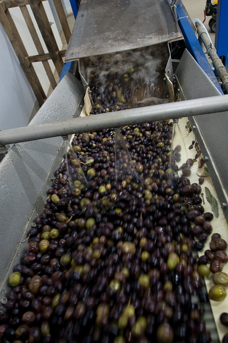 Put masline od stabla do djevicanskog ulja, Foto: Leo Banic Put masline od stabla do djevicanskog ulja, Foto: Leo Banic