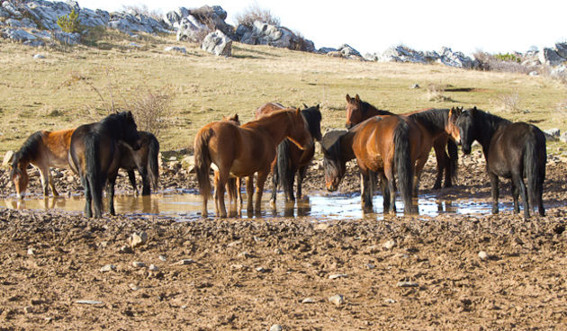 Divlji konji, foto: Leo Banić