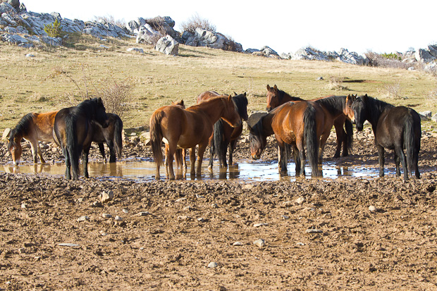 Divlji konji, foto: Leo Banić