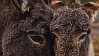 Farma “Dar-mar” (foto:Saša Čuka)