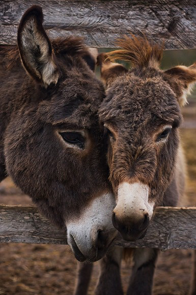Farma “Dar-mar” (foto:Saša Čuka)