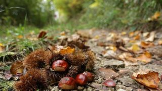 Pitomi kesten (Castanea sativa) jedan je od najprepoznatljivijih plodova jeseni. Photo: Borna Filić/PIXSELL Pitomi kesten (Castanea sativa) jedan je od najprepoznatljivijih plodova jeseni. Photo: Borna Filić/PIXSELL