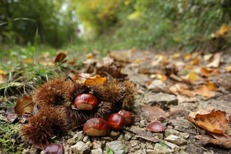 Pitomi kesten (Castanea sativa) jedan je od najprepoznatljivijih plodova jeseni. Photo: Borna Filić/PIXSELL Pitomi kesten (Castanea sativa) jedan je od najprepoznatljivijih plodova jeseni. Photo: Borna Filić/PIXSELL
