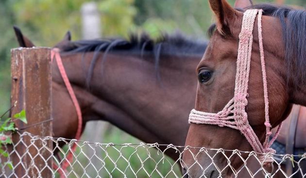 Konjički memorijal Željko Malnar