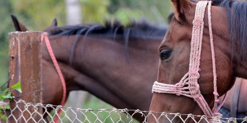 Konjički memorijal Željko Malnar
