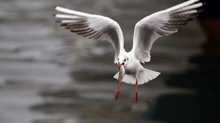 Zadar, 161110.
Galebovi su se danas za rucak odlucili za riblji meni. 
Na slici: uvala Jazine kraj zadarskog mosta.
Foto: Jure Miskovic / CROPIX