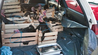 S pjace i peskarije, 24. prosinca 2010., Foto: Leo Banic