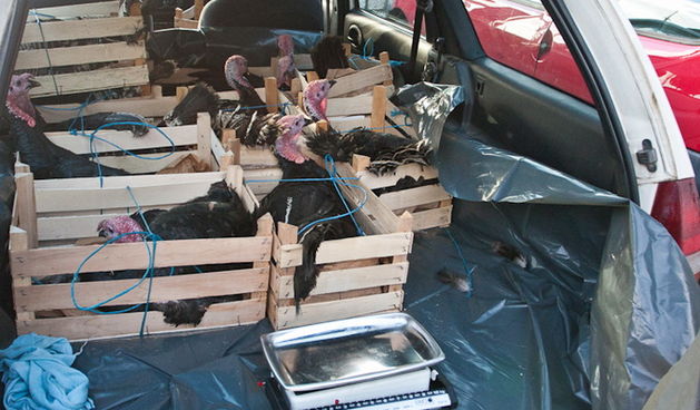 S pjace i peskarije, 24. prosinca 2010., Foto: Leo Banic