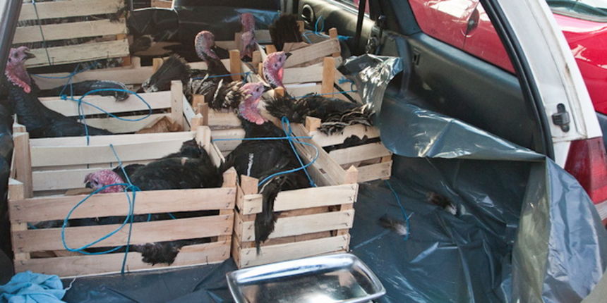 S pjace i peskarije, 24. prosinca 2010., Foto: Leo Banic