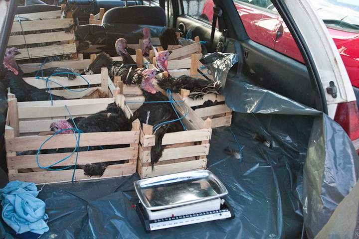 S pjace i peskarije, 24. prosinca 2010., Foto: Leo Banic