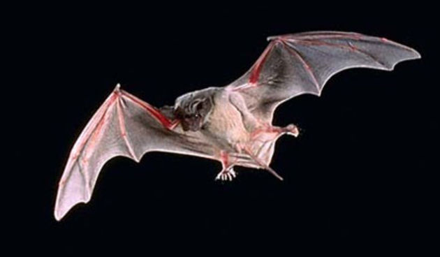 Šišmiš (Foto: Totalportal.hr)