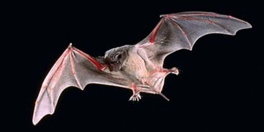 Šišmiš (Foto: Totalportal.hr) Šišmiš (Foto: Totalportal.hr)