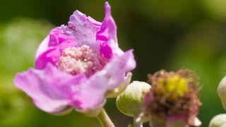 Cvijeće, bube, pauk, foto: Leo Banić