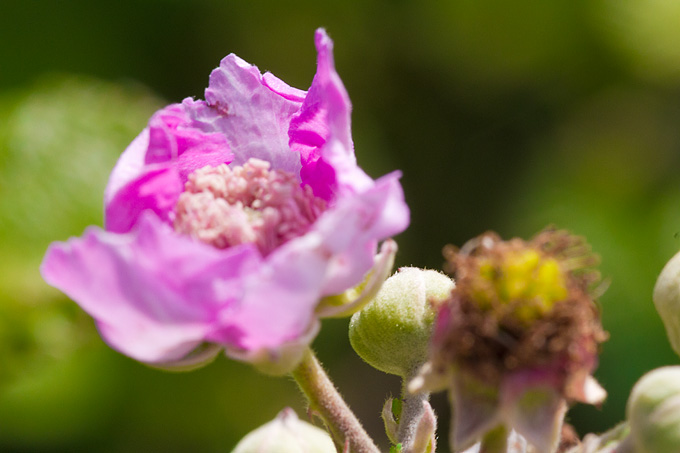 Cvijeće, bube, pauk, foto: Leo Banić