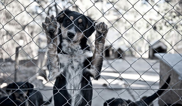Fotografije pobjednice 1. biennala hrvatske mlade fotografije, Foto: Ivica Ivčević