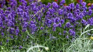 Pogledajte cvijetne fantazije na 53. Floraartu