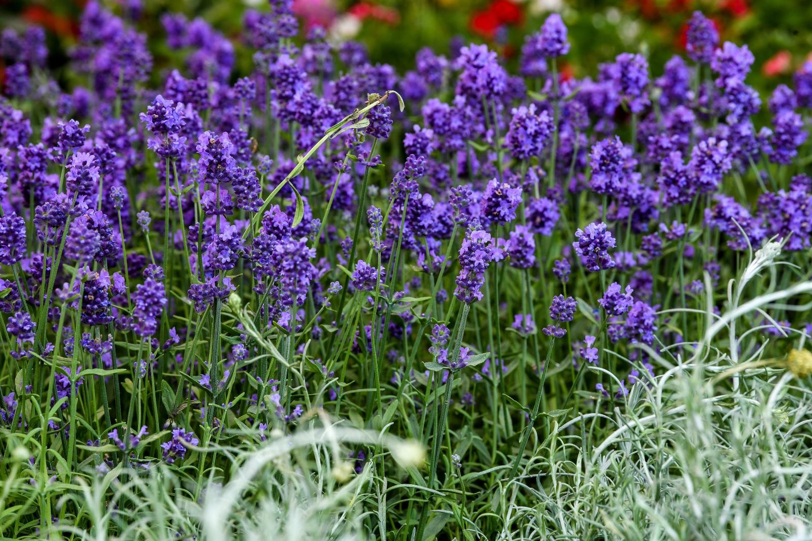 Pogledajte cvijetne fantazije na 53. Floraartu