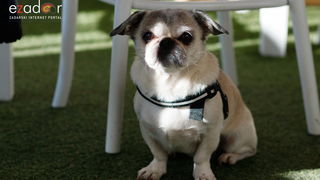 Đir po gradu, ponedjeljak 30. prosinca 2019. Đir po gradu, ponedjeljak 30. prosinca 2019.