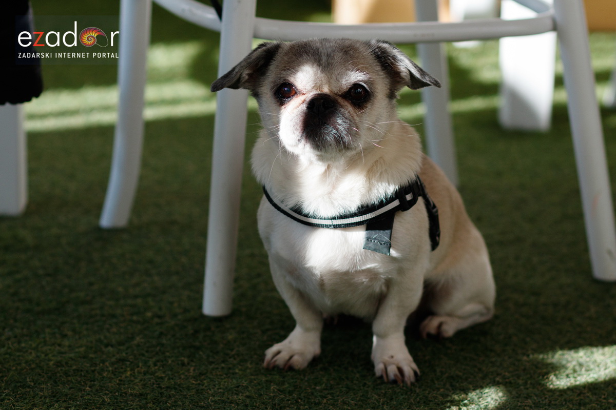 Đir po gradu, ponedjeljak 30. prosinca 2019. Đir po gradu, ponedjeljak 30. prosinca 2019.