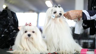 Izložba pasa na Zagrebačkom velesajmu Izložba pasa na Zagrebačkom velesajmu