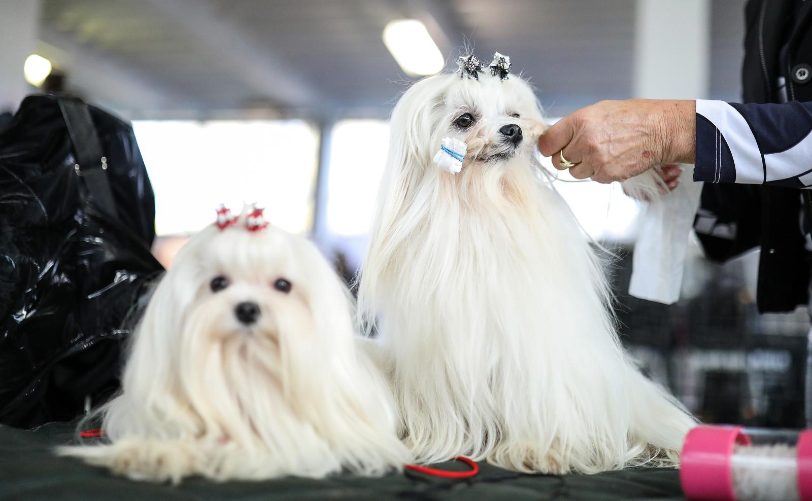 Izložba pasa na Zagrebačkom velesajmu Izložba pasa na Zagrebačkom velesajmu