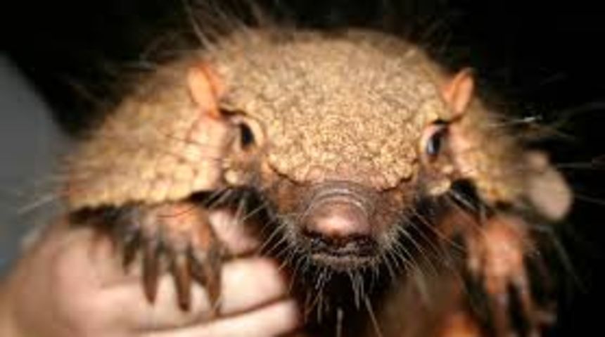 dlakavi pasanac dlakavi pasanac