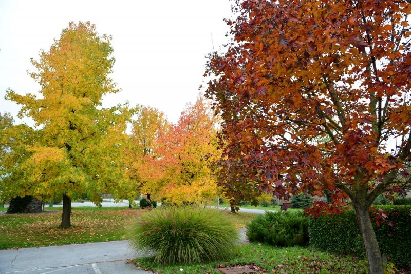 Prekrasne boje bjelovarske jeseni, Photo: Damir Špehar/PIXSELL
